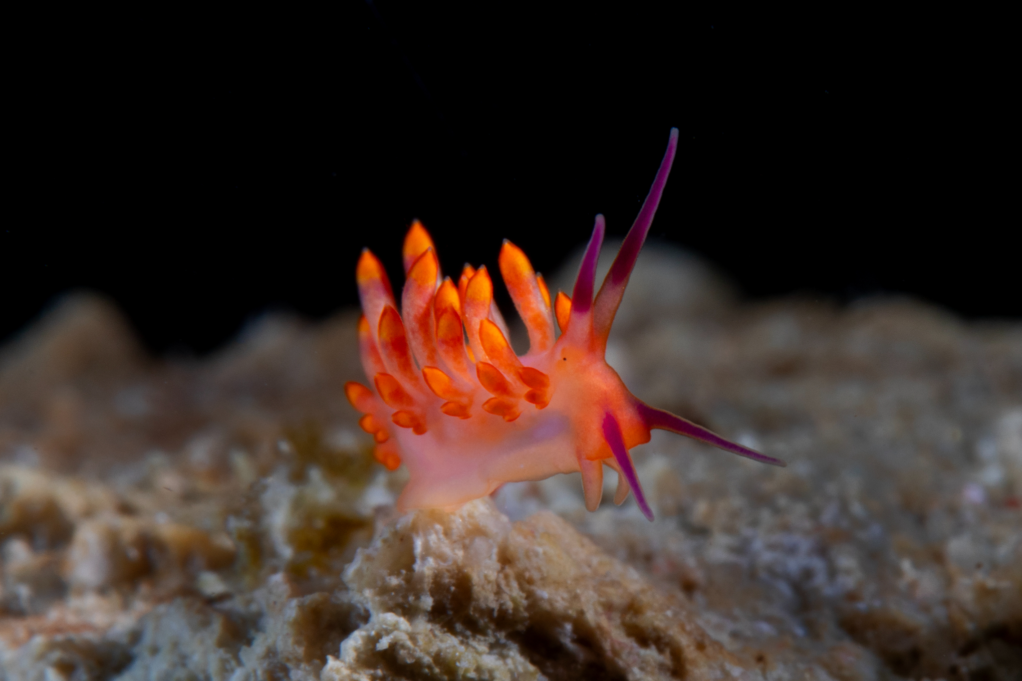 Cuthona sibogae